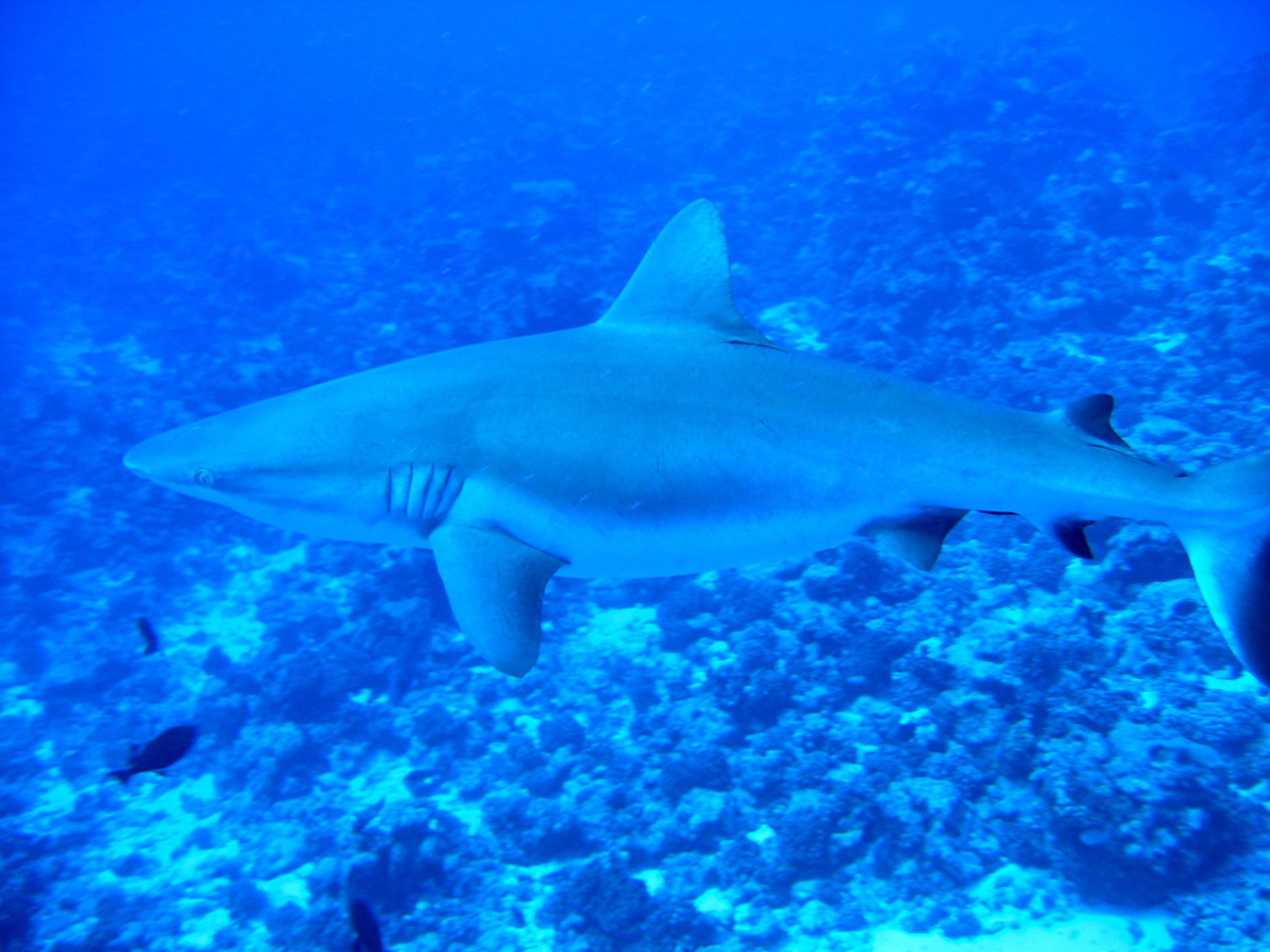 Grey reef shark cruising a current-swept wall at Tubbataha