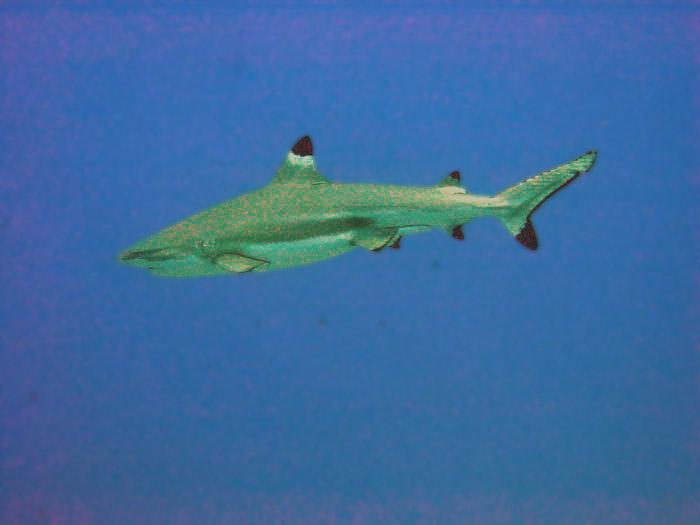 Blacktip reef shark patrolling a shallow reef flat at Tubbataha