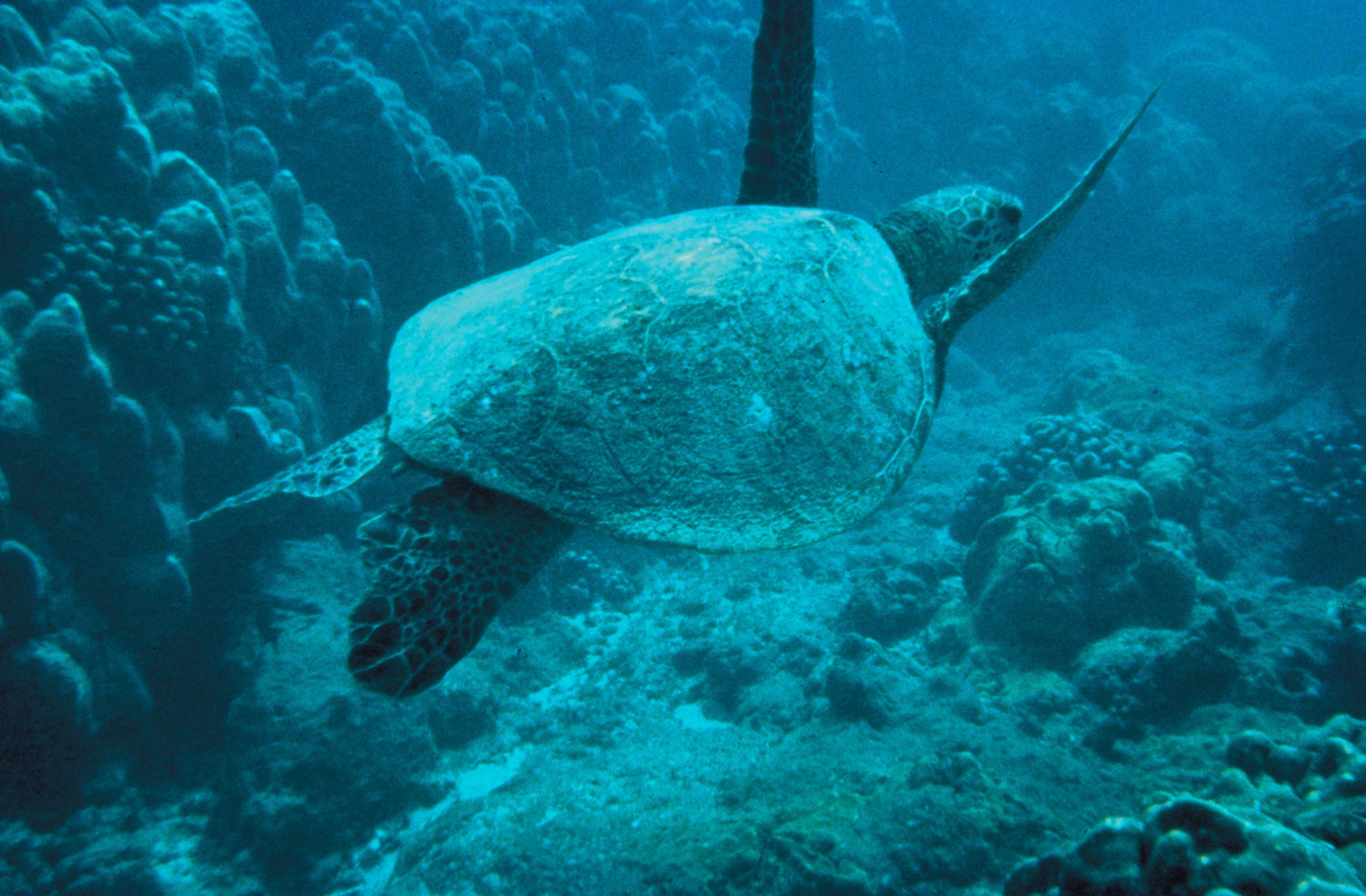 Green sea turtle resting on coral at Tubbataha