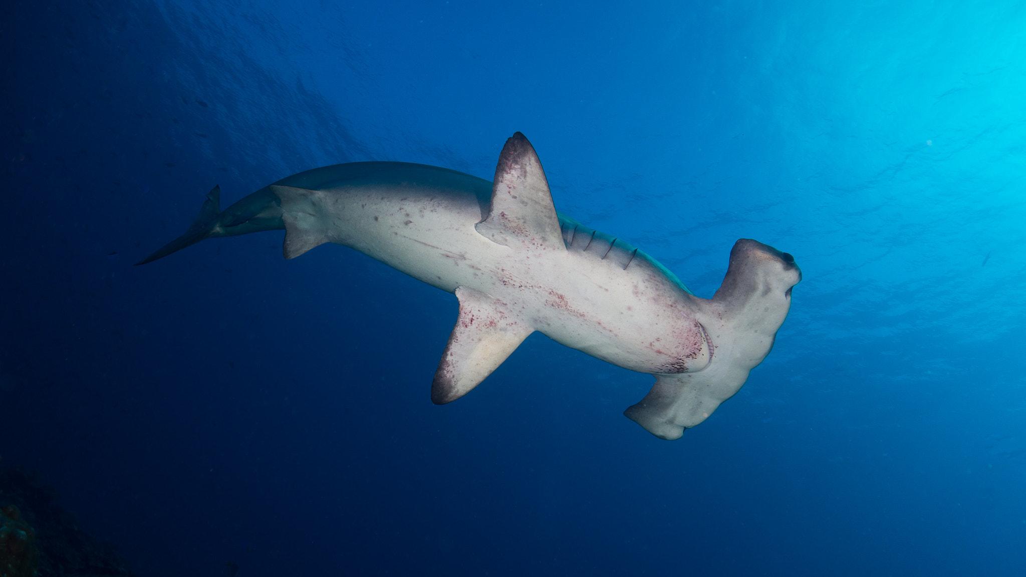 Scalloped hammerhead shark in open water off a Tubbataha wall
