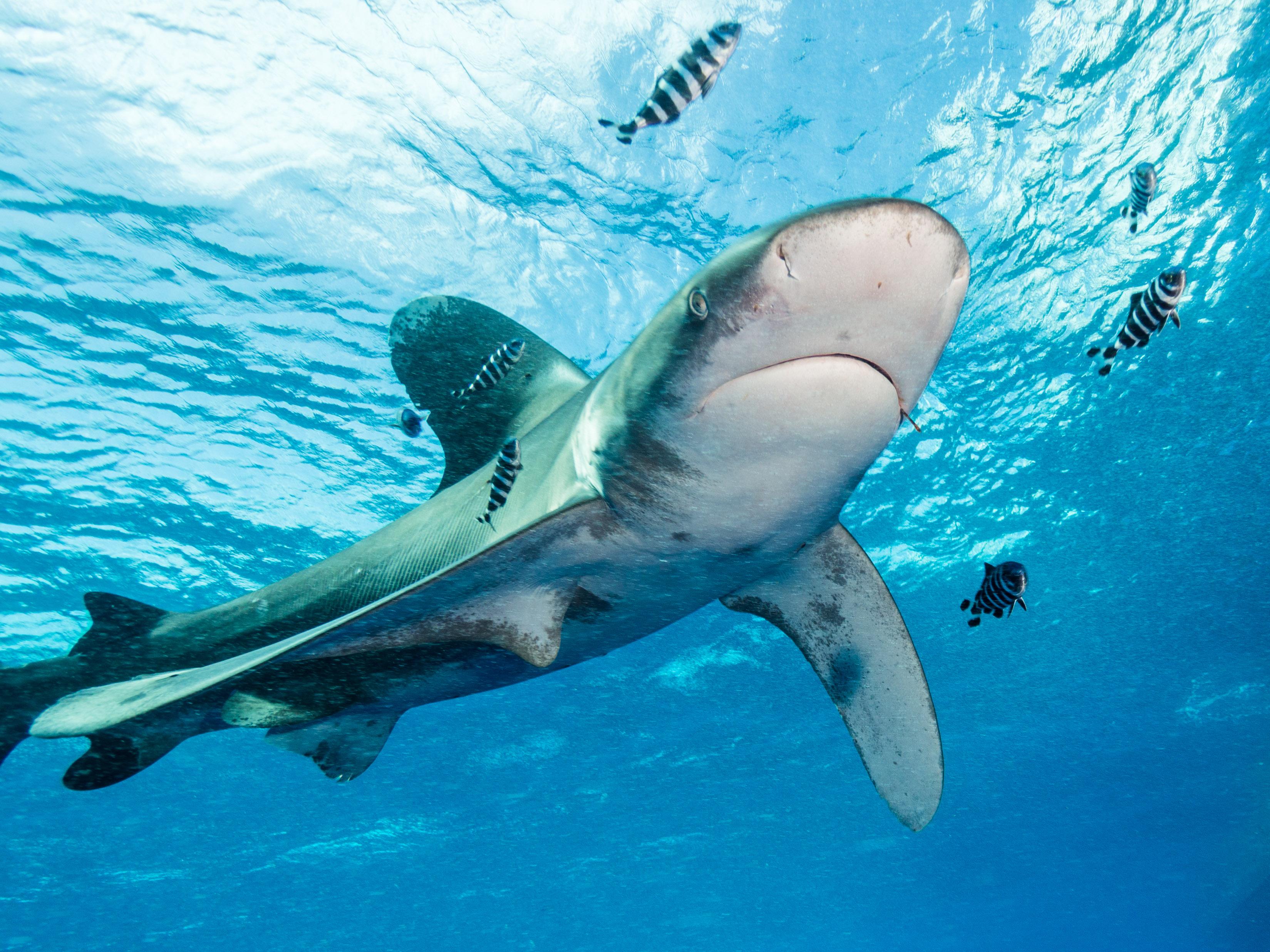Whitetip reef shark resting on the reef at Tubbataha