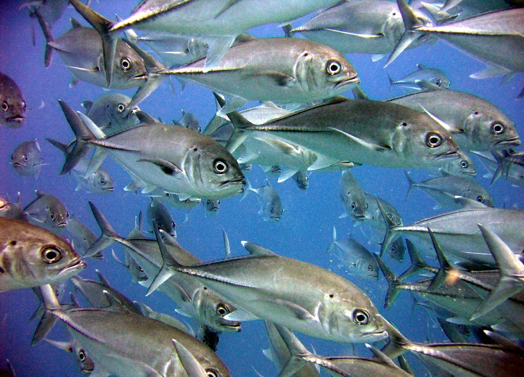 School of bigeye trevally schooling along a Tubbataha wall