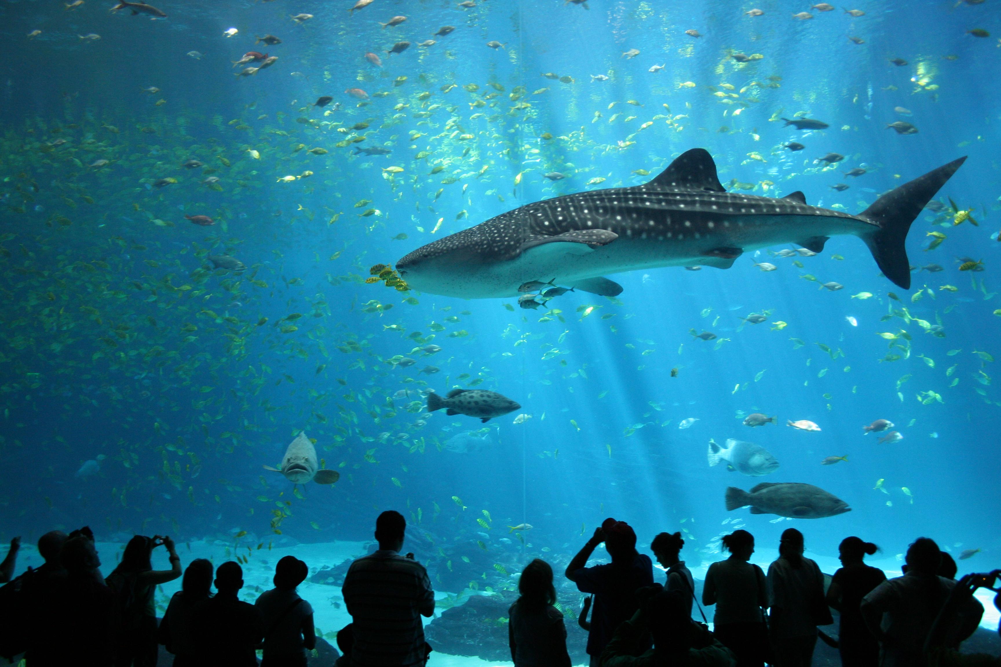 Whale shark passing near the surface at Tubbataha