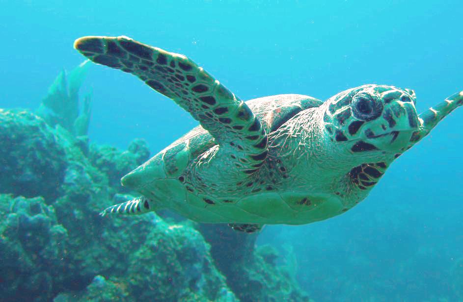 Hawksbill turtle feeding on the reef wall at Tubbataha