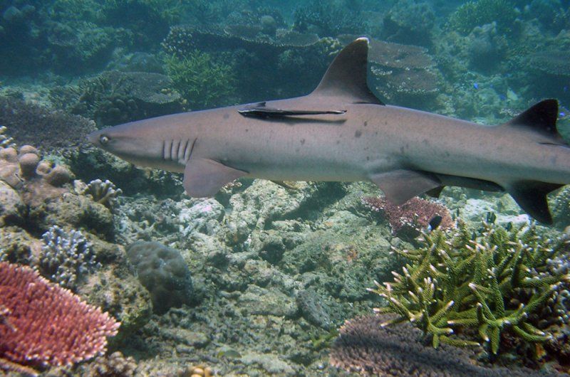 Tubbataha North Atoll
