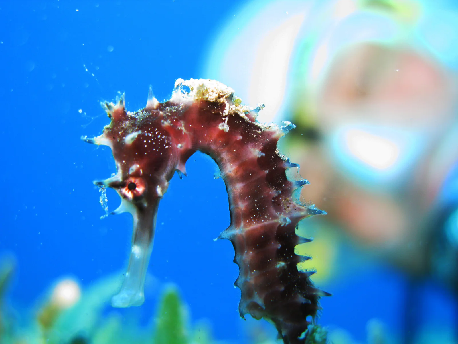 Thorny Seahorse
