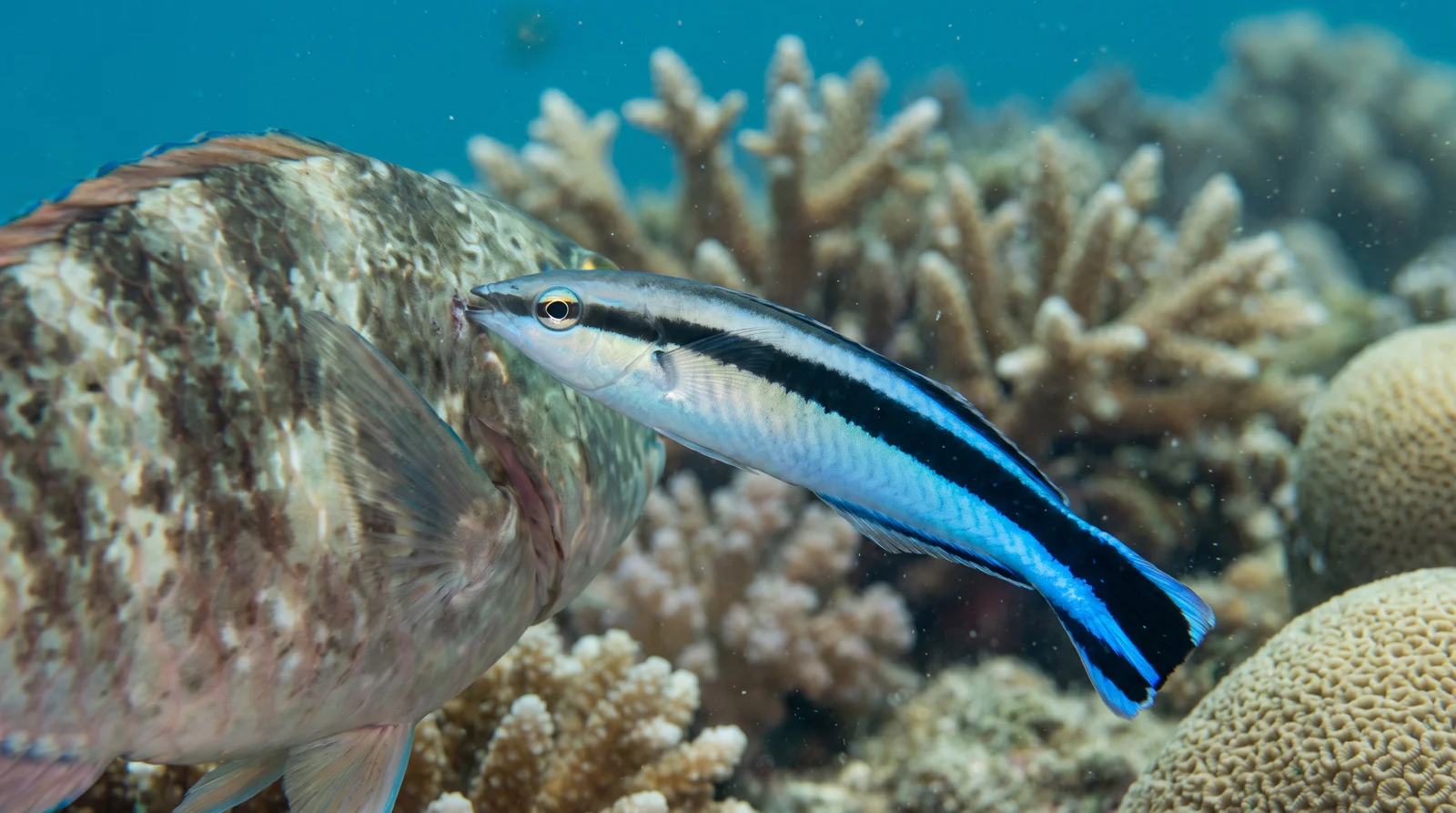 Bluestreak Cleaner Wrasse