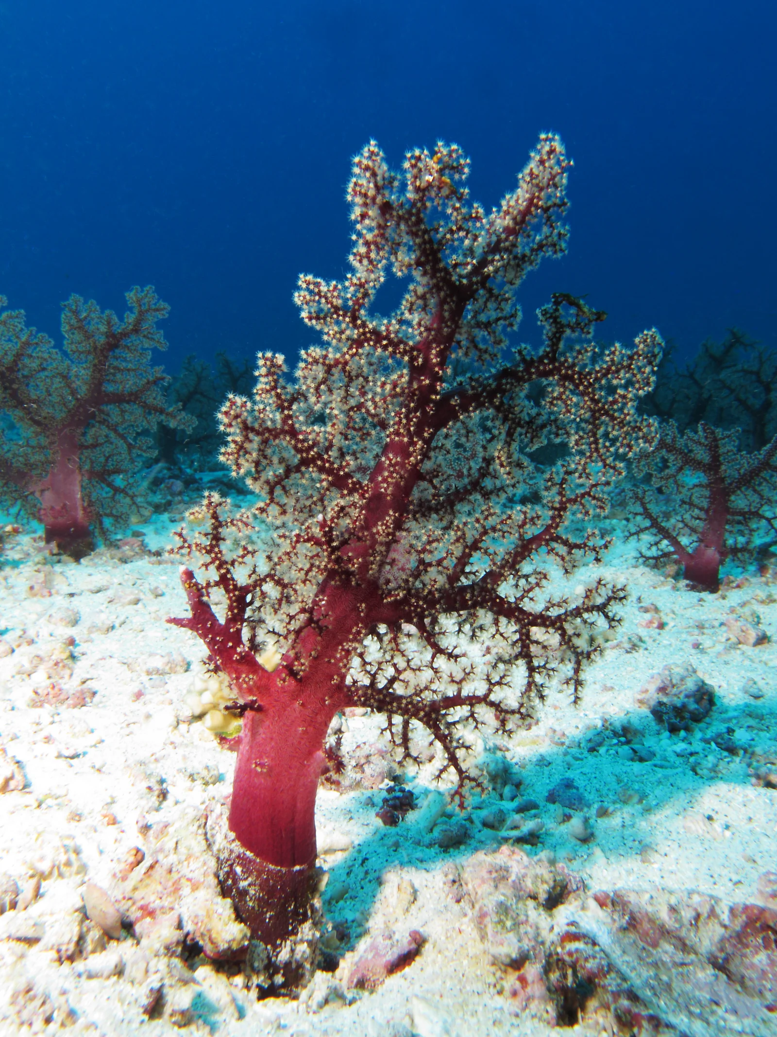 A Dendronephthya soft coral tree rising from the reef near Crystal Rock at Gili Lawa Laut, Komodo National Park.