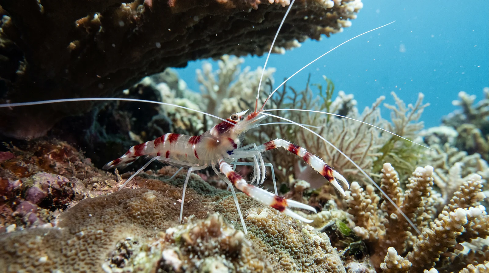 AI-generated illustration; species identification unverified. Banded Coral Shrimp (Stenopus hispidus)