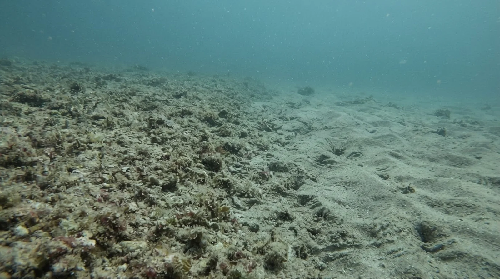 AI-generated illustration; site appearance unverified. Illustrative underwater reef habitat for Silver Reef. Not a photograph of the site.