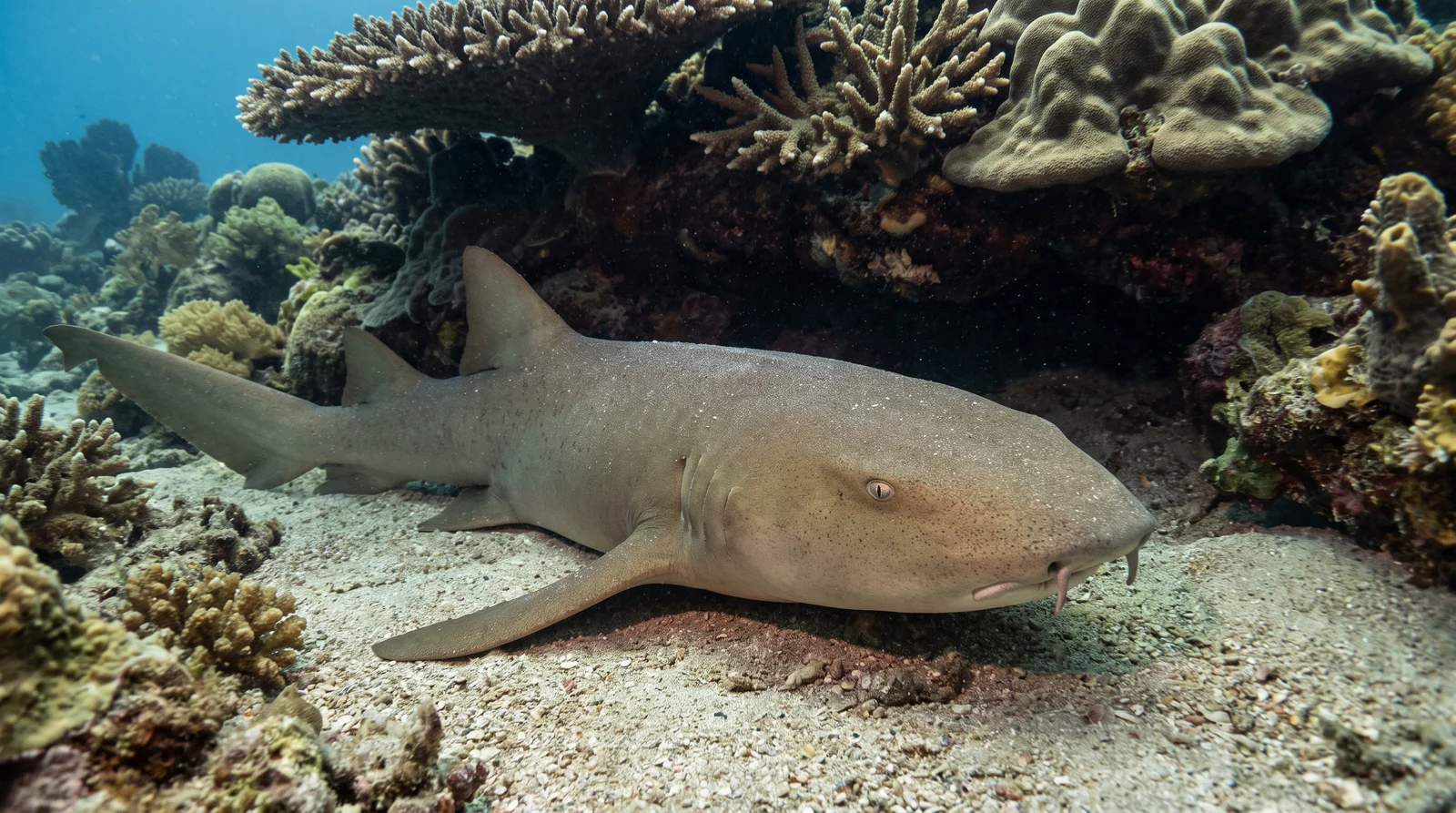 Tawny Nurse Shark