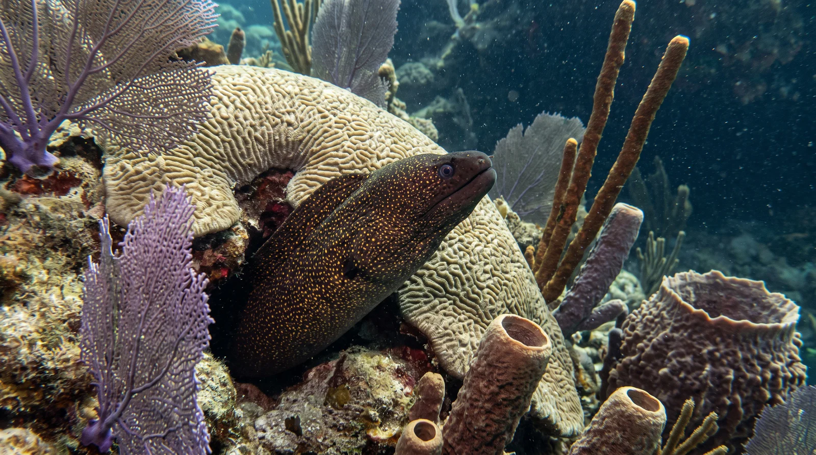 Goldentail Moray Eel