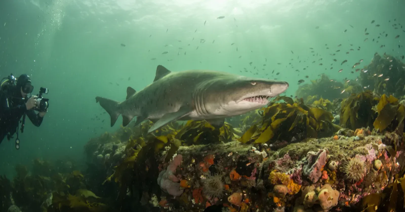 Aliwal Shoal Diving Guide: Sharks, Raggies, and the Umkomaas Launch