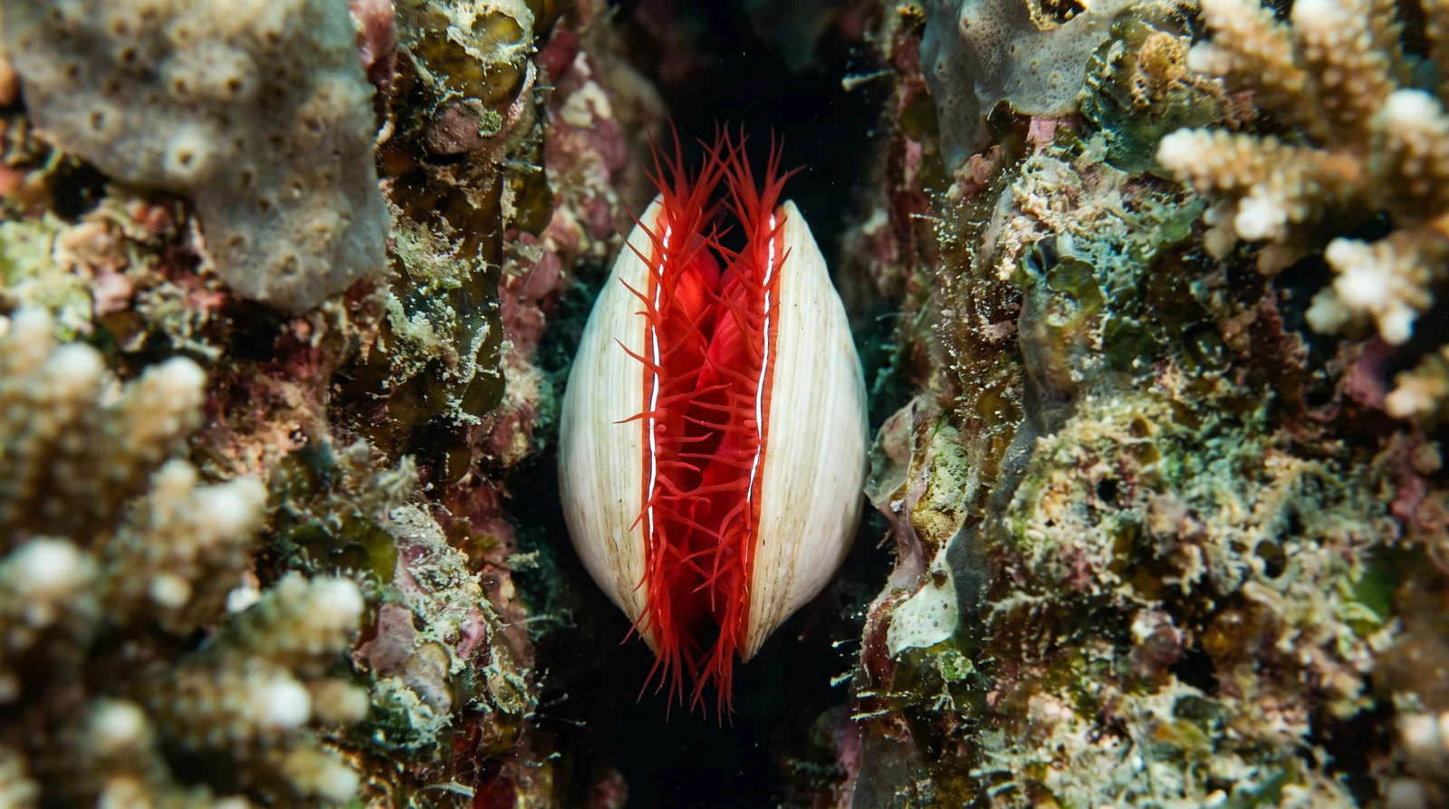 Disco Clam (Electric Flame Oyster)