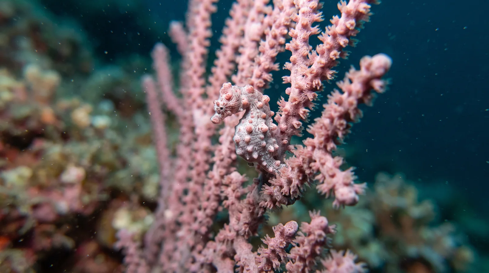 Pygmy Seahorse (assorted)
