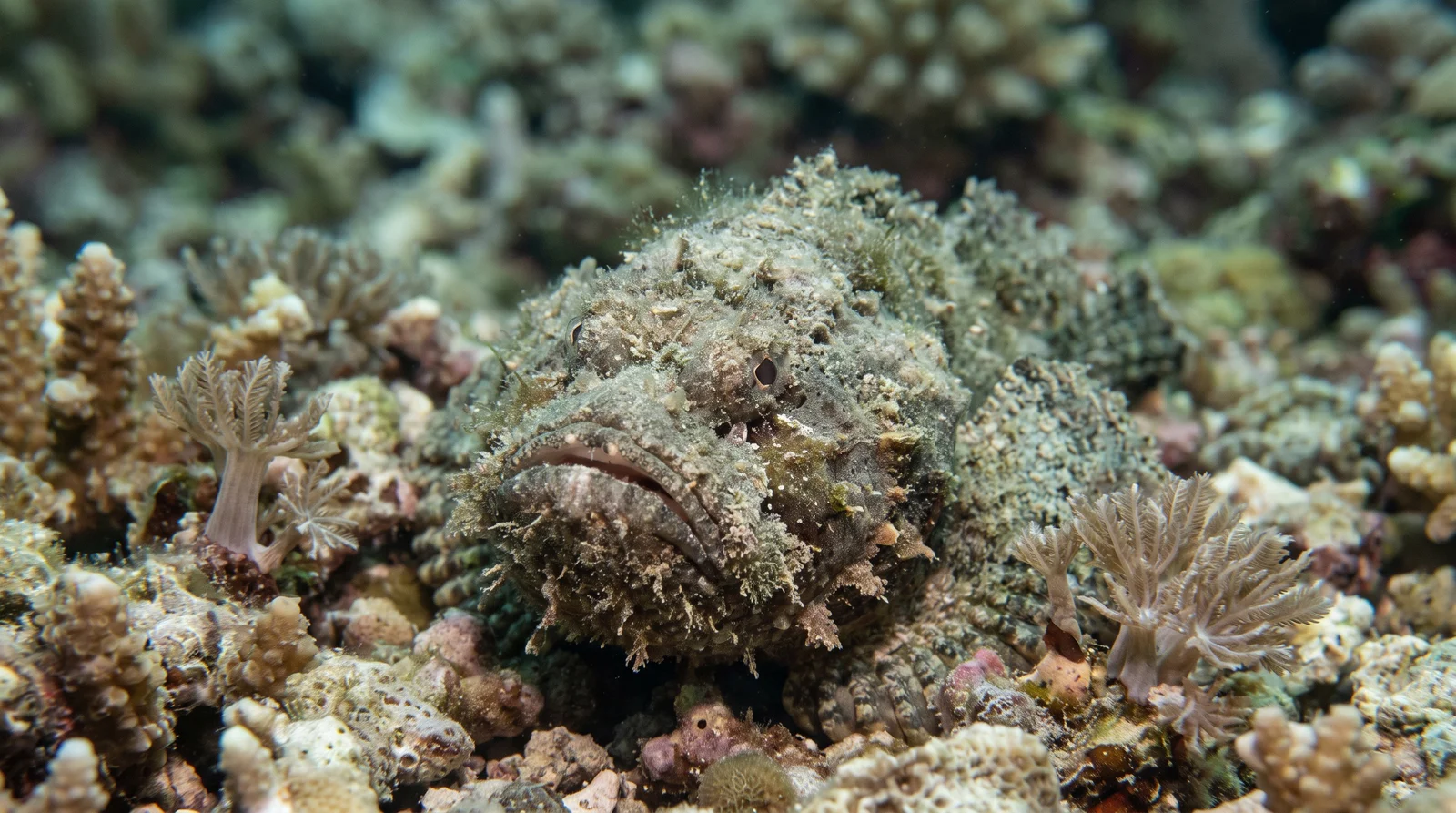 Reef Stonefish