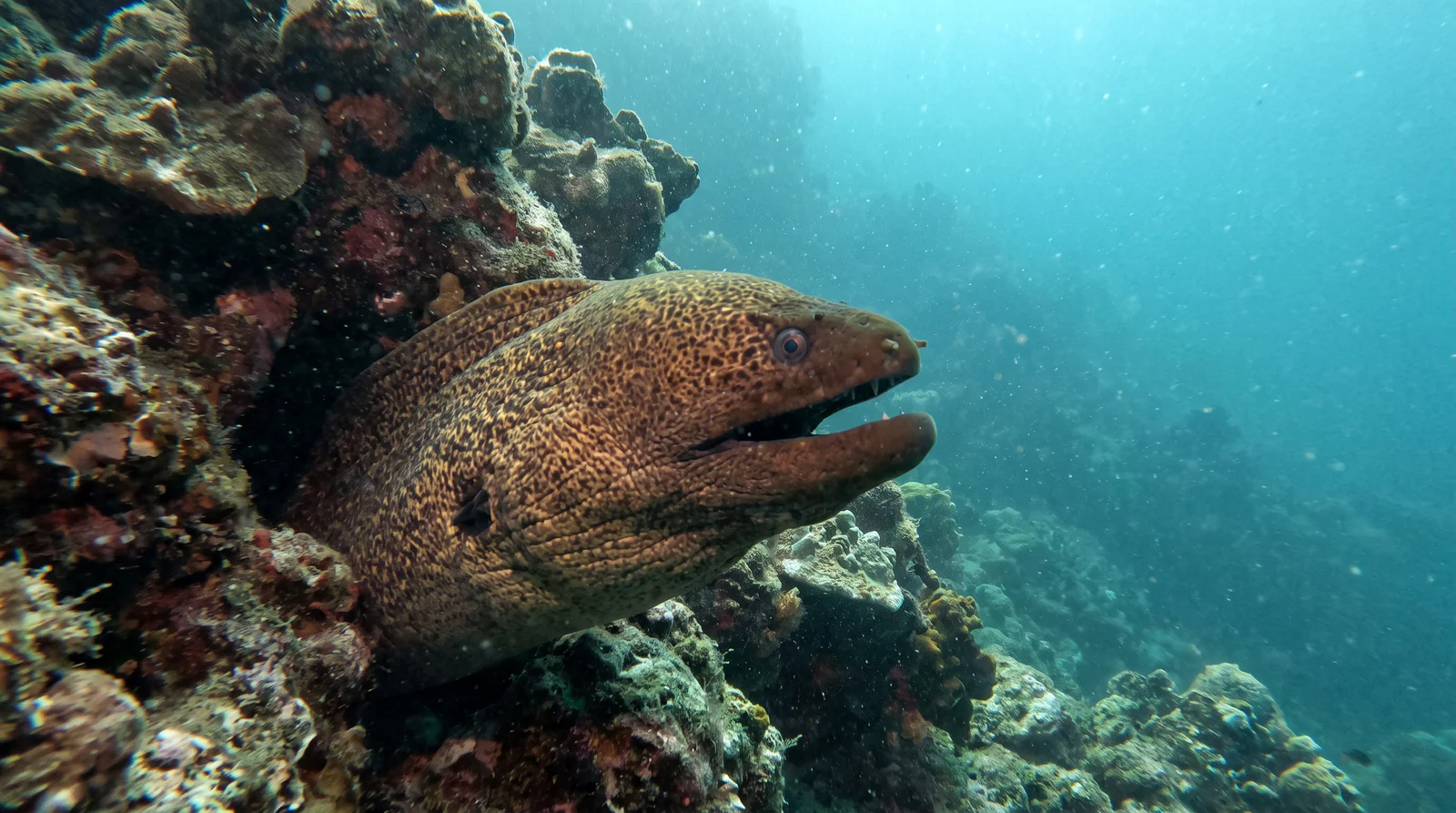 Moray Eel (assorted)