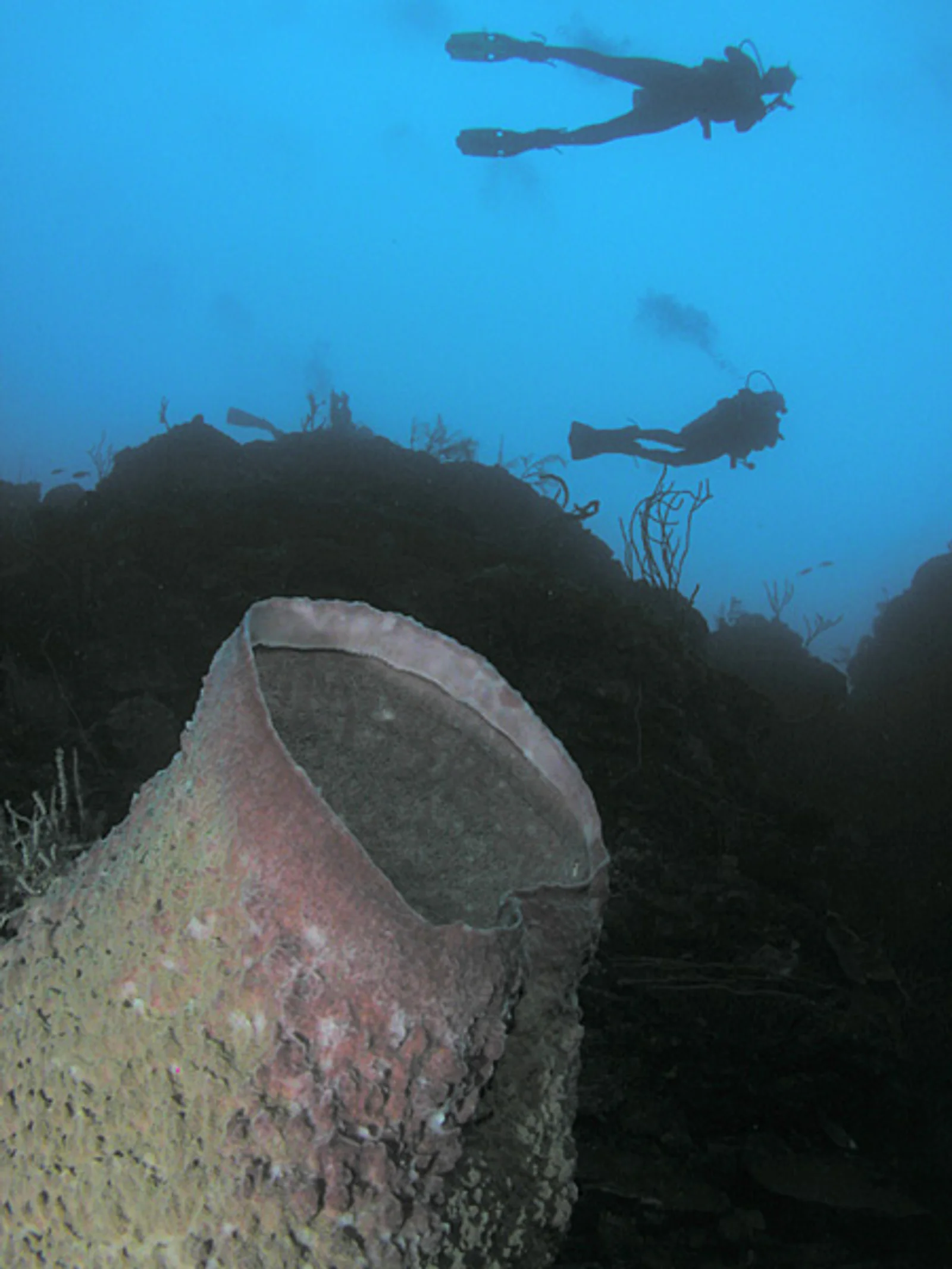 Barrel Sponge