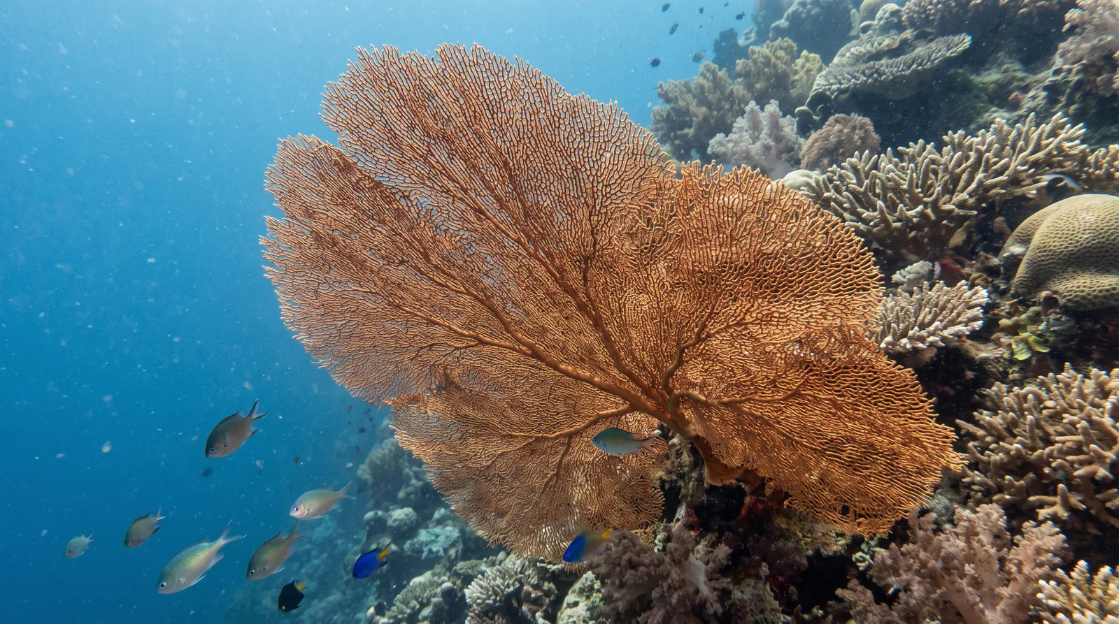 Gorgonian Sea Fan