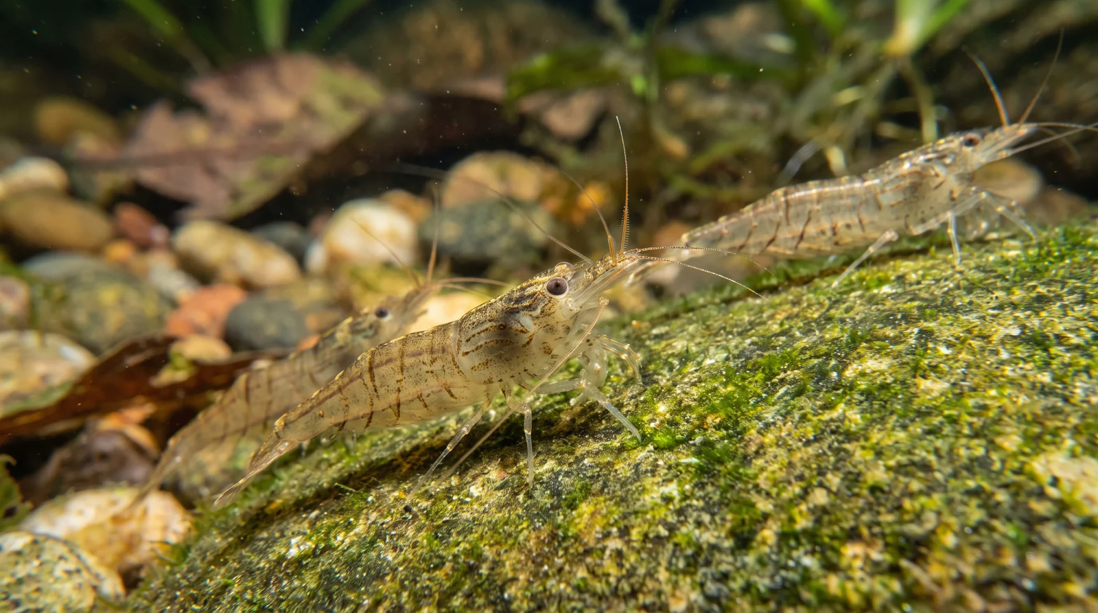 Freshwater Shrimp