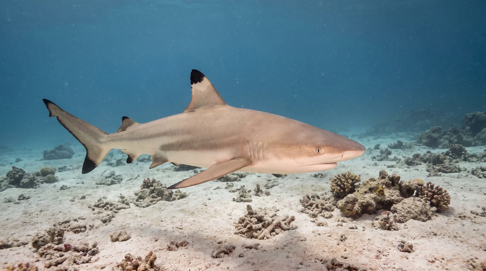 Blacktip Reef Shark