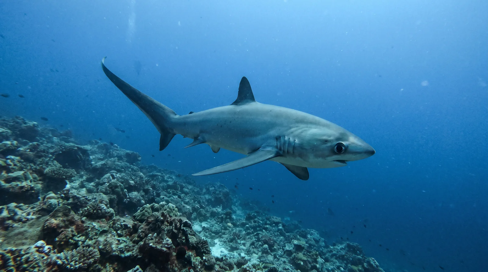 Thresher Shark (assorted)