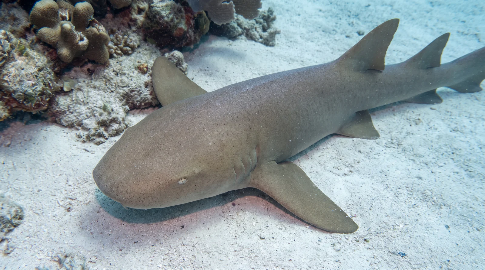 Nurse Shark