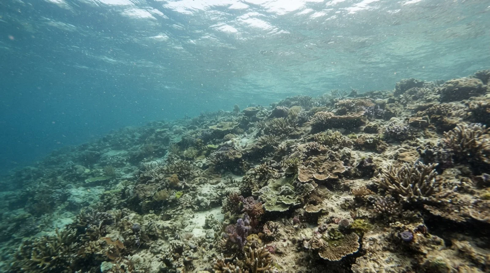Mantigue Island Sanctuary