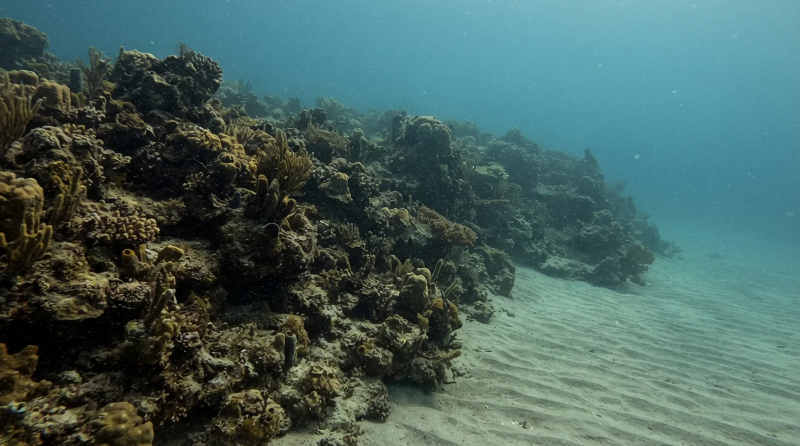 Tuble Reef