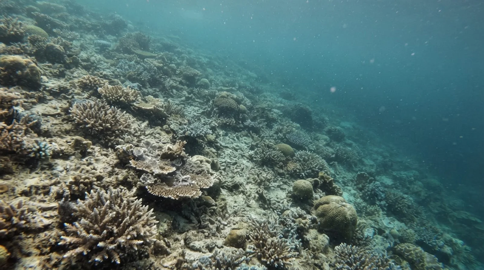 AI-generated illustration; site appearance unverified. Illustrative underwater reef habitat for Angol Point. Not a photograph of the site.