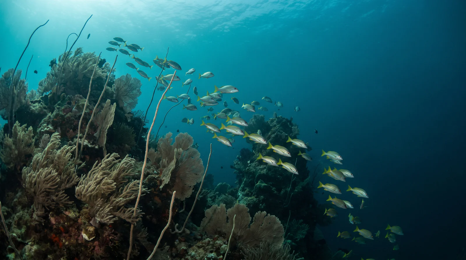 Diving at Popolcan (Under Water Forest)