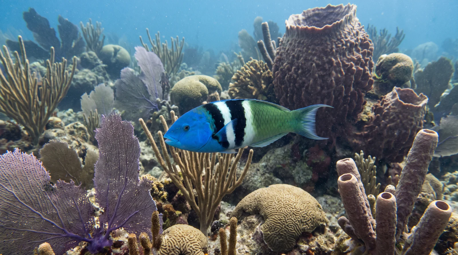 Bluehead Wrasse