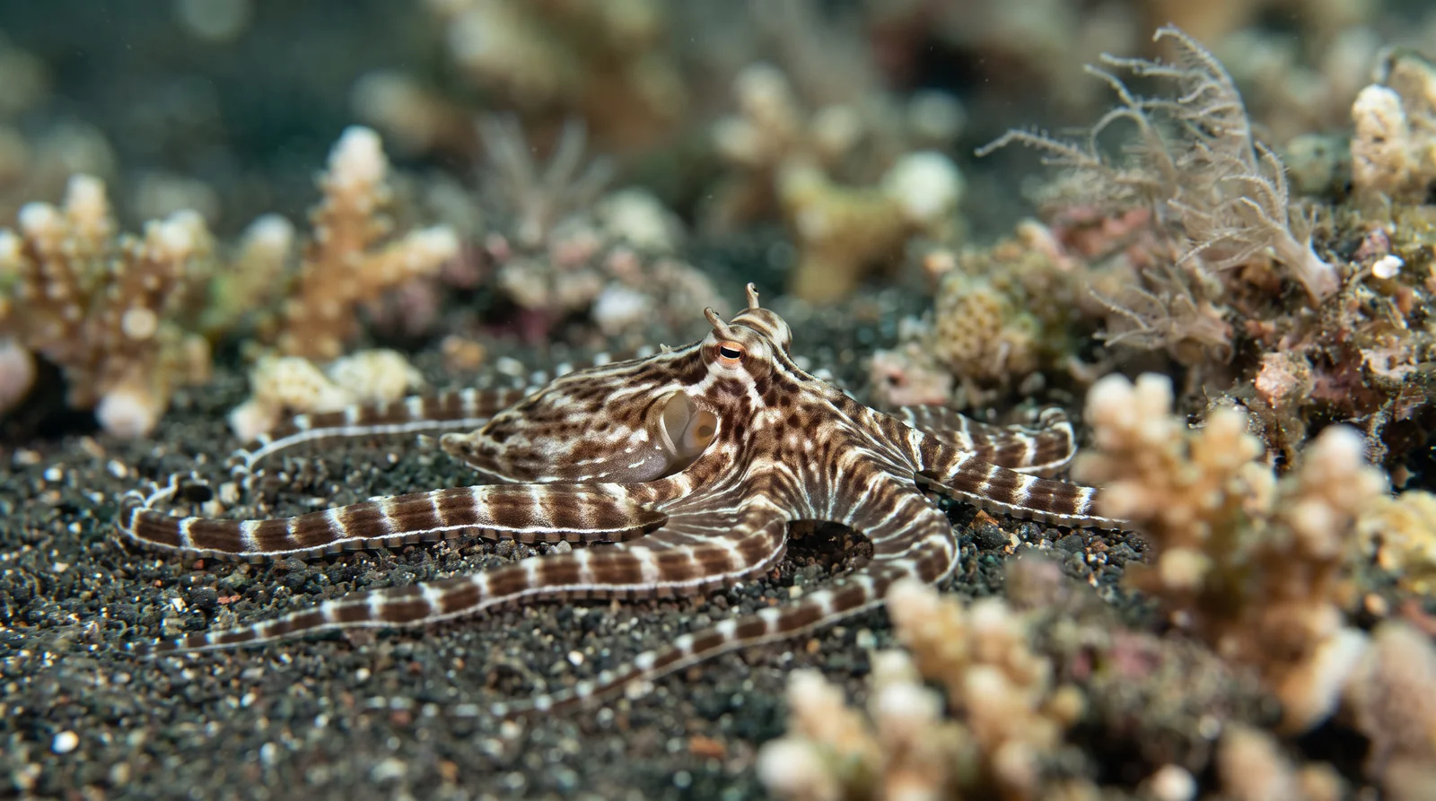 Mimic Octopus
