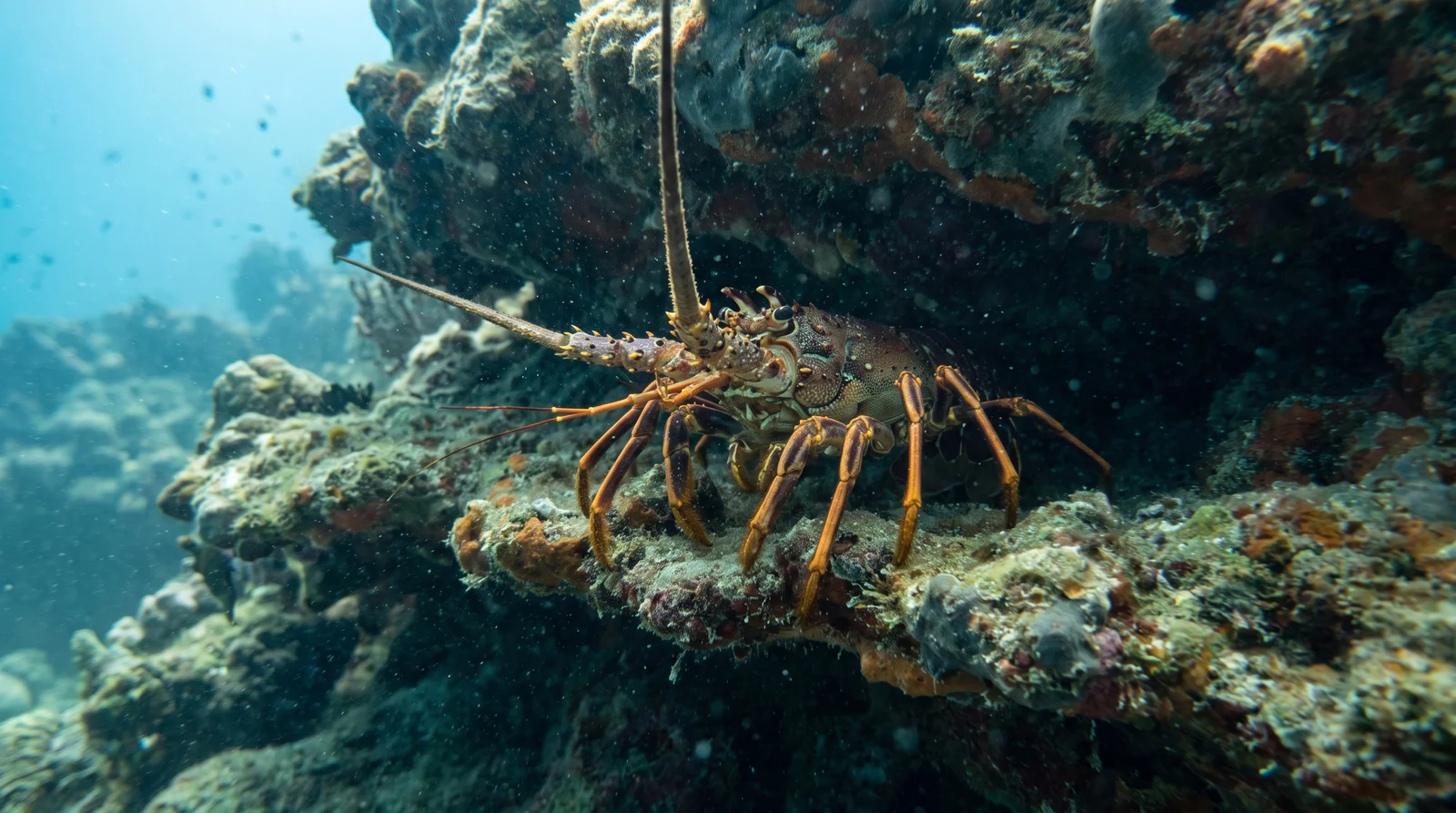 Lobster (assorted)