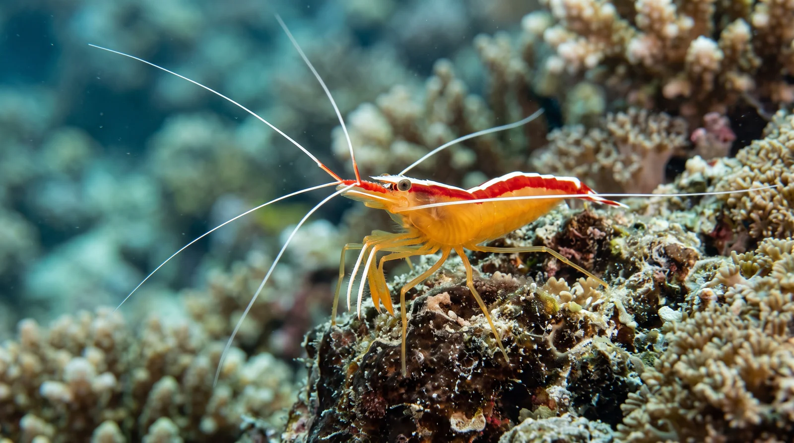Skunk Cleaner Shrimp