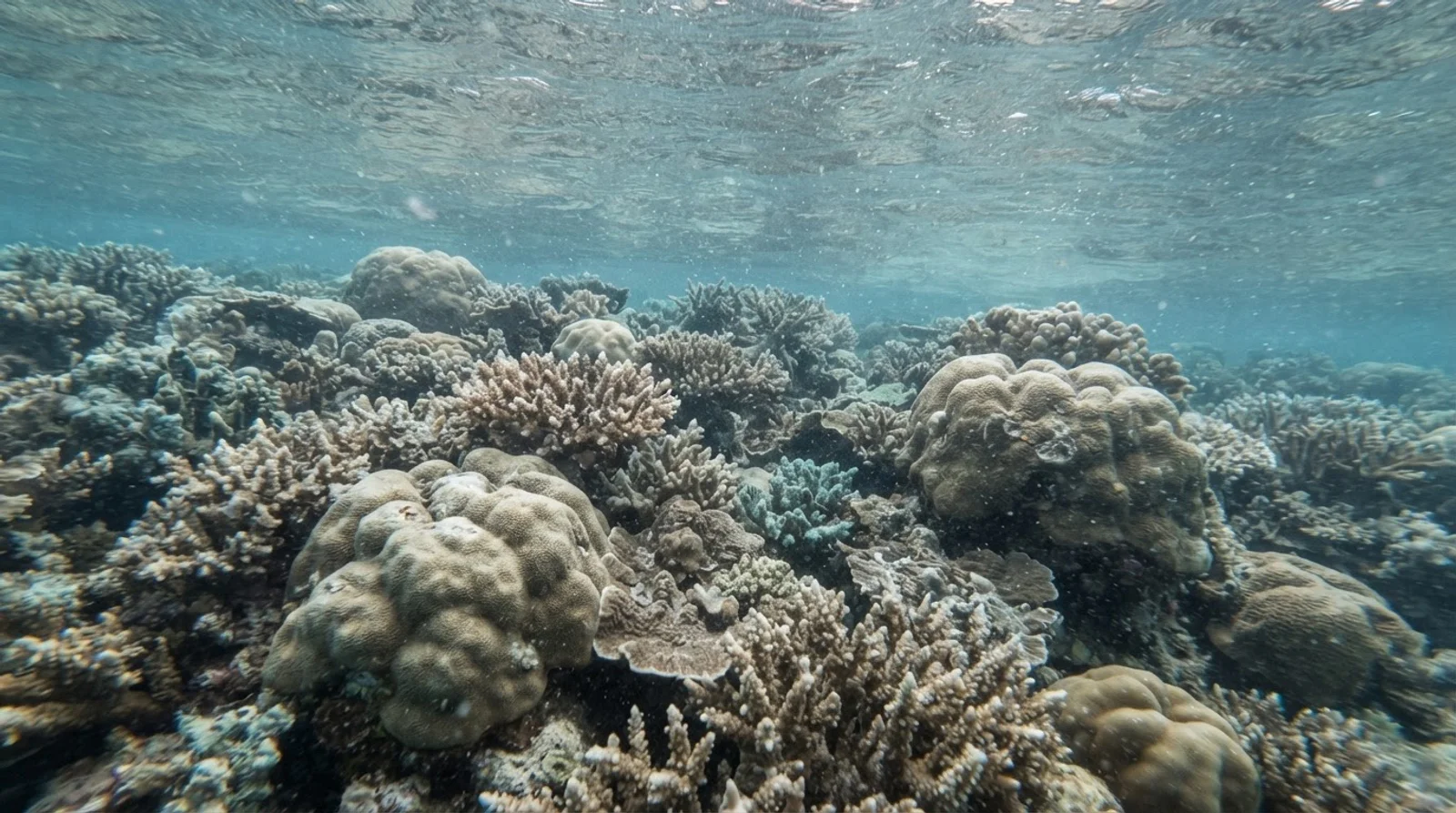 AI-generated illustration; site appearance unverified. Illustrative underwater reef habitat for Small Ligid. Not a photograph of the site.