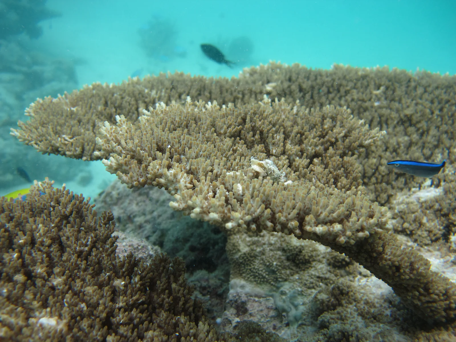 HP Reef (Rainbow Reef)