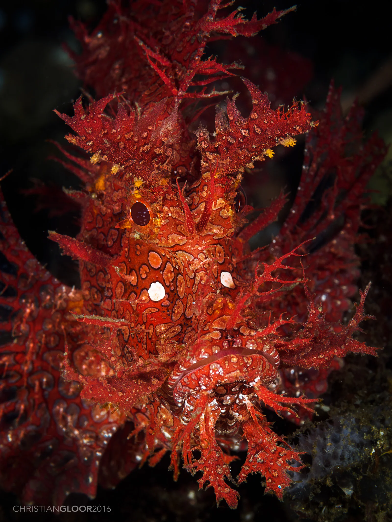 Weedy Scorpionfish
