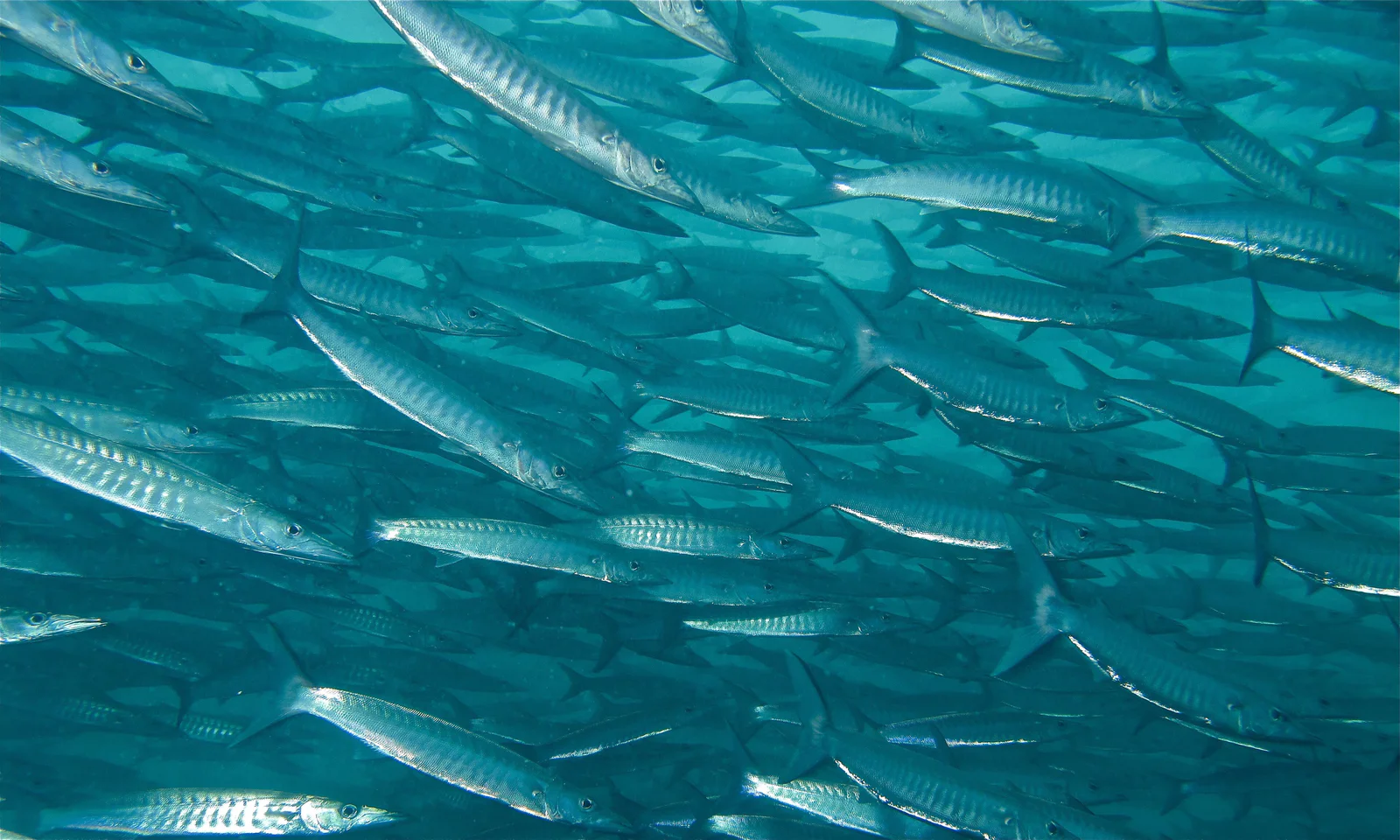 A dense school of blackfin barracuda swirling over a coral reef.
