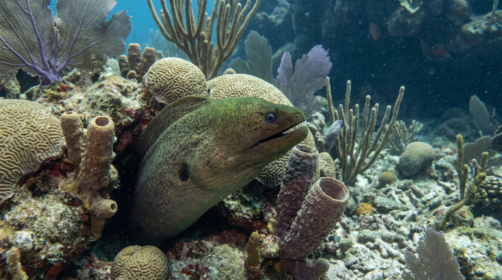 Green Moray Eel