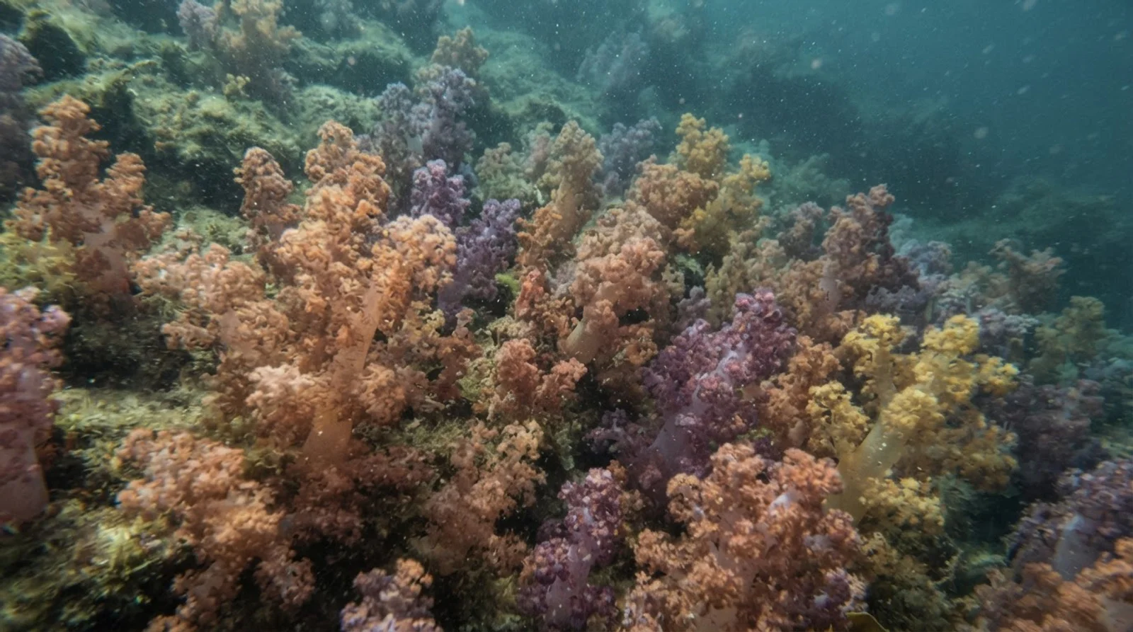 AI-generated illustration; site appearance unverified. Illustrative underwater reef habitat for Lo-oc. Not a photograph of the site.