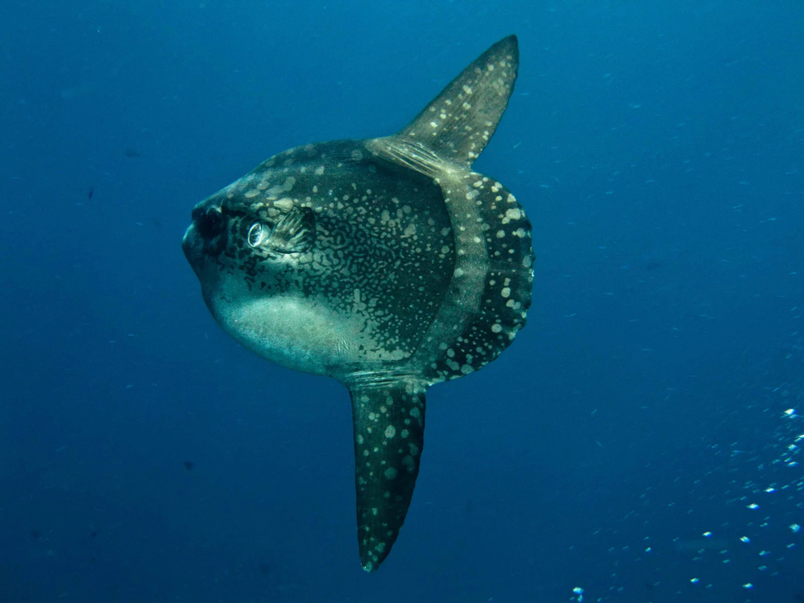 Ocean Sunfish (Mola mola)