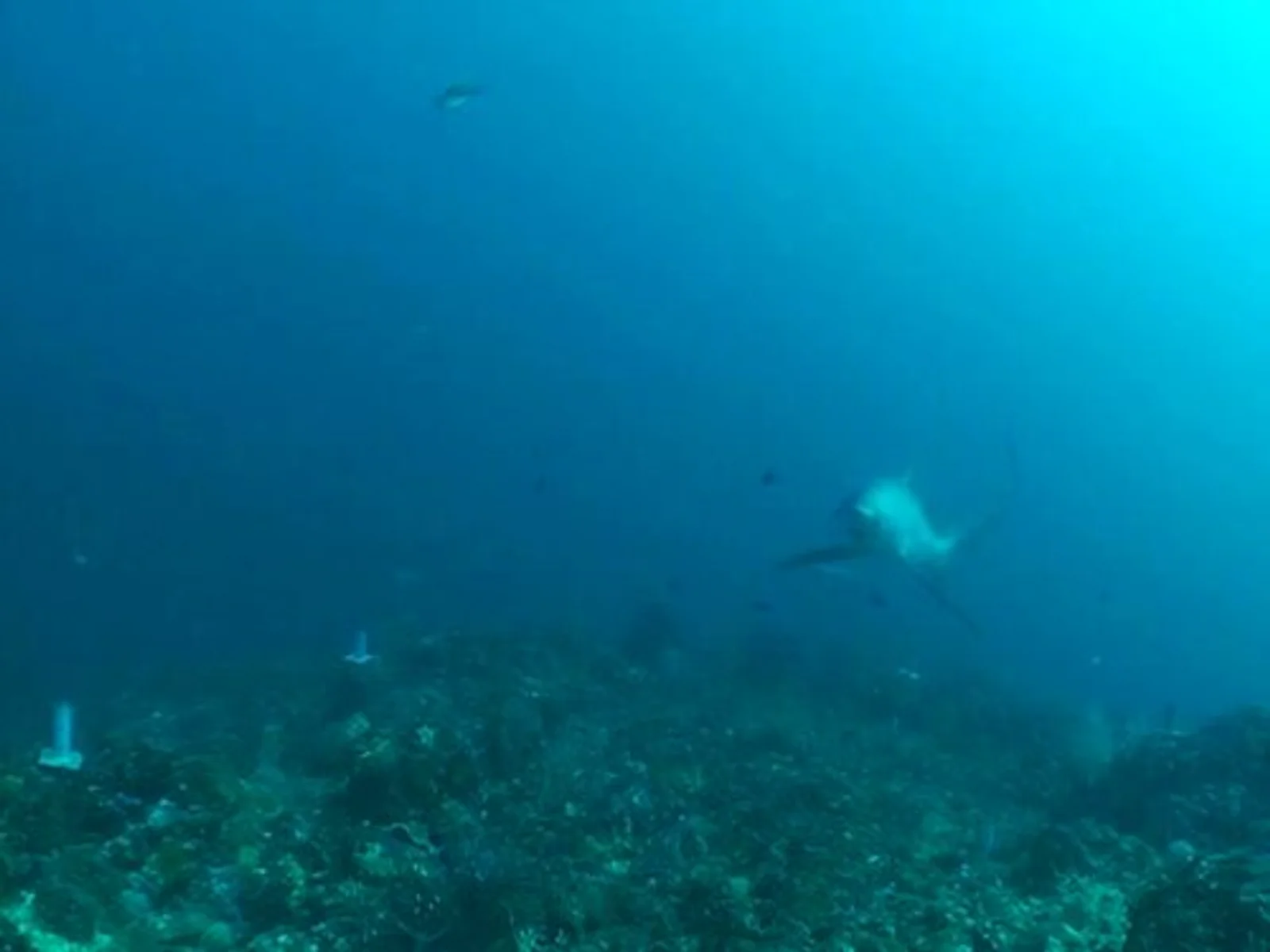 Pelagic Thresher Shark
