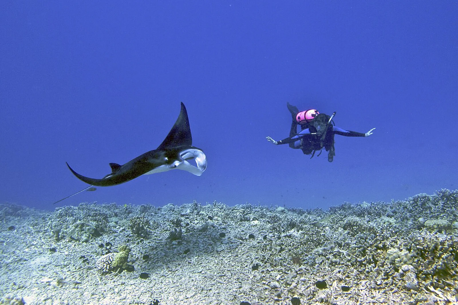 Diving at Manta Ray Night Dive (Garden Eel Cove)