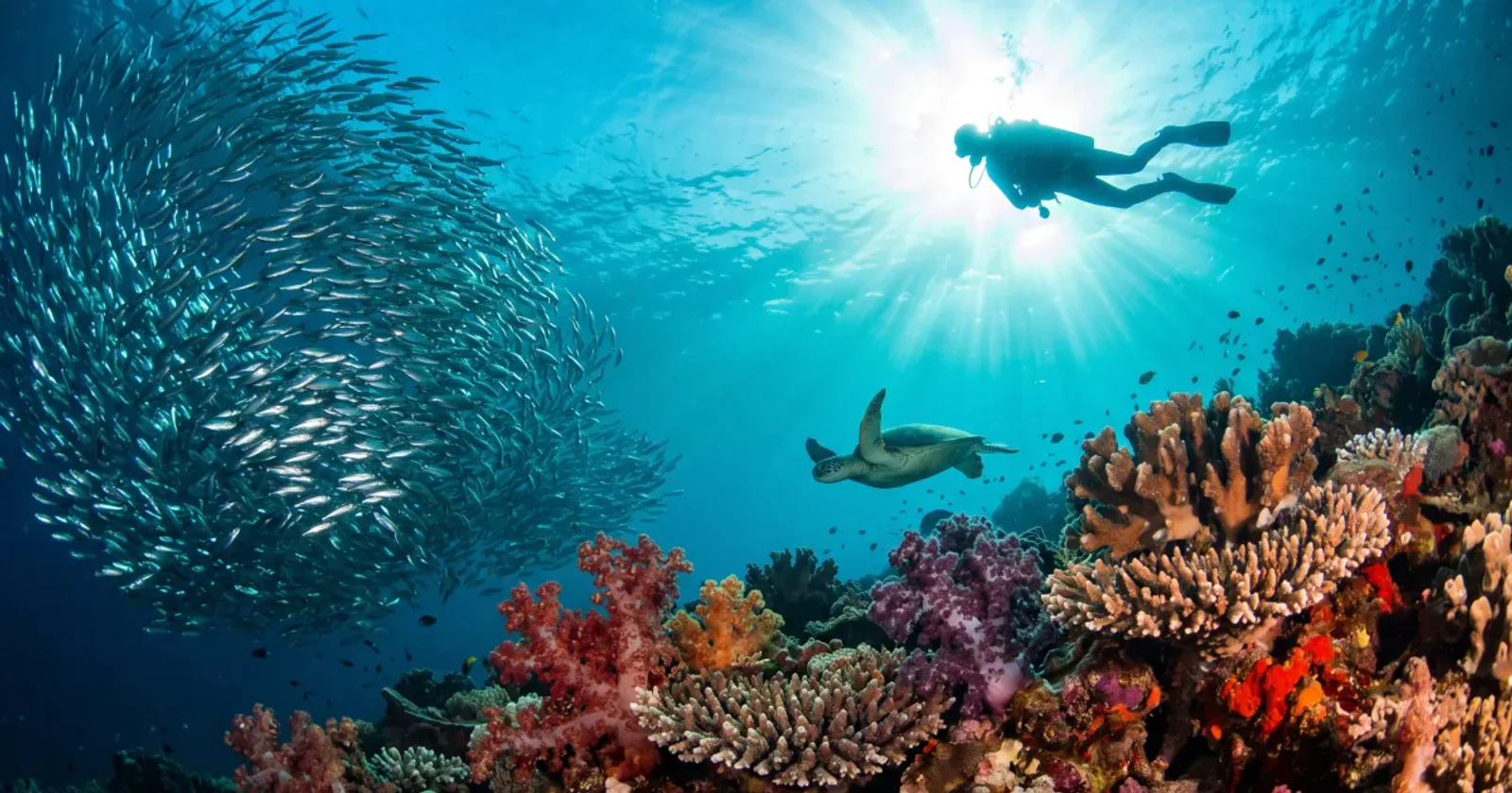Best Diving in the Philippines: 10 Areas Compared