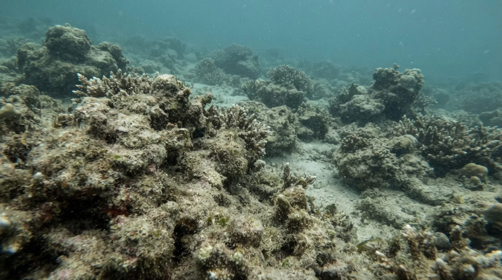 AI-generated illustration; site appearance unverified. Illustrative underwater reef habitat for Lighthouse Reef. Not a photograph of the site.