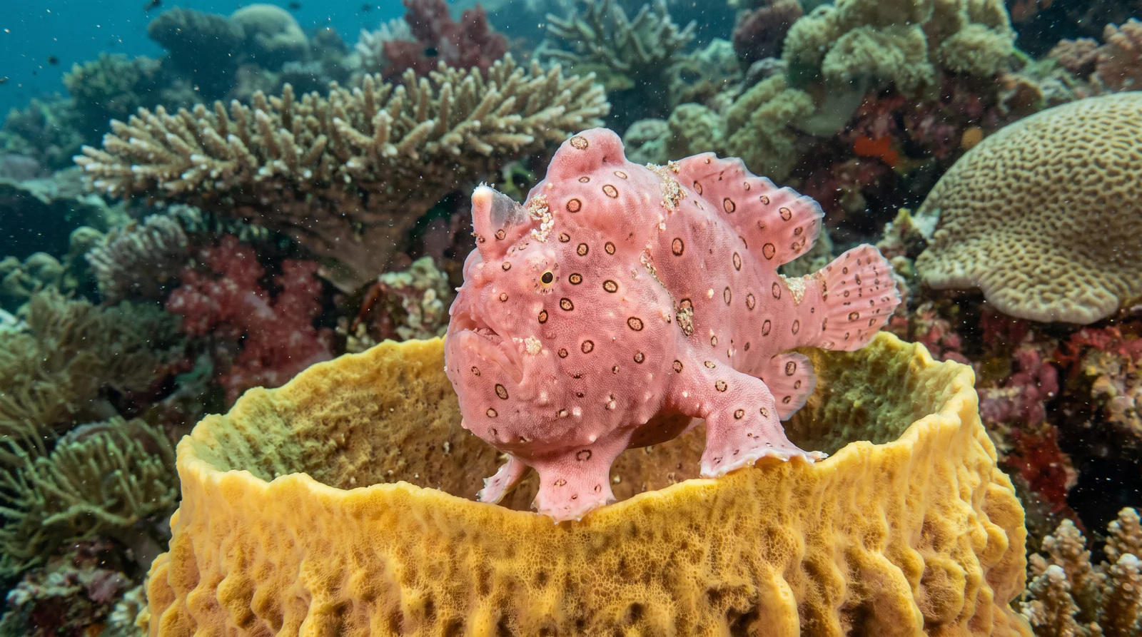 Painted Frogfish