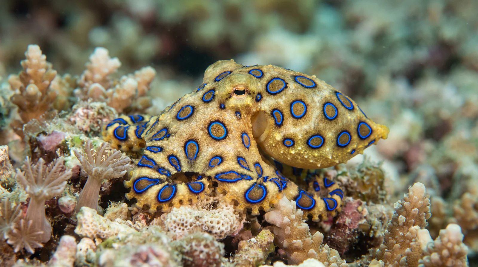 Blue-ringed Octopus
