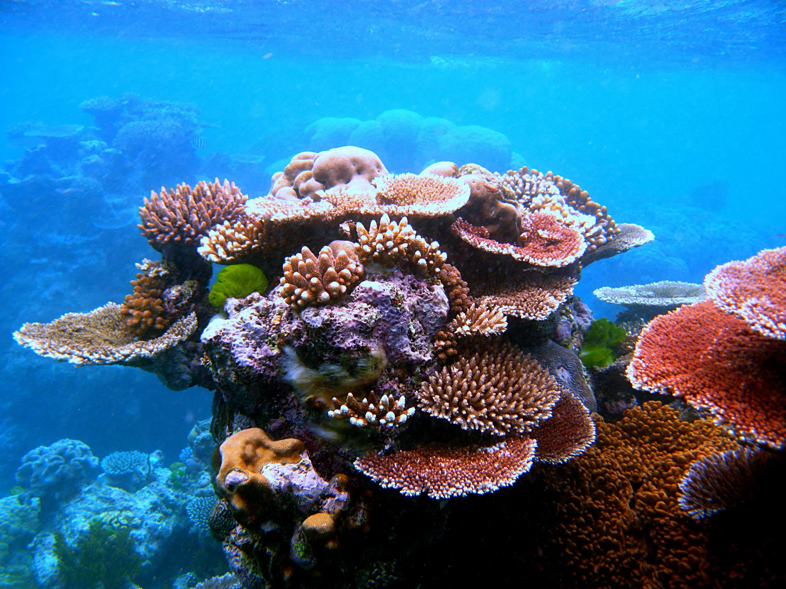 Flynn Reef