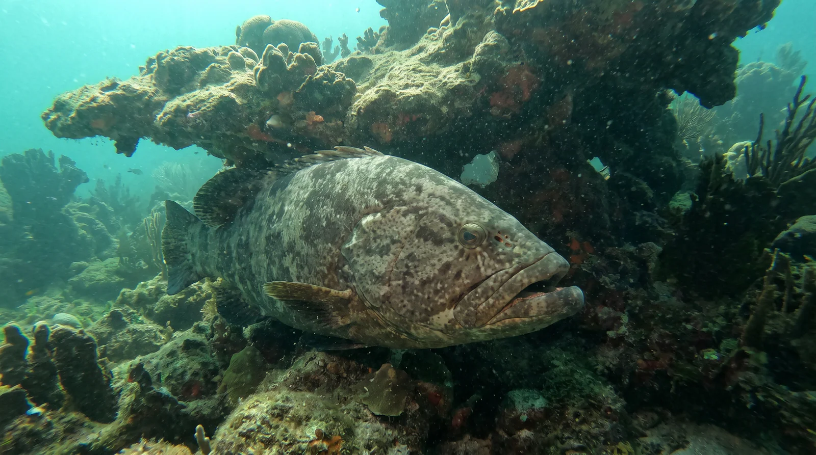 Grouper (assorted)